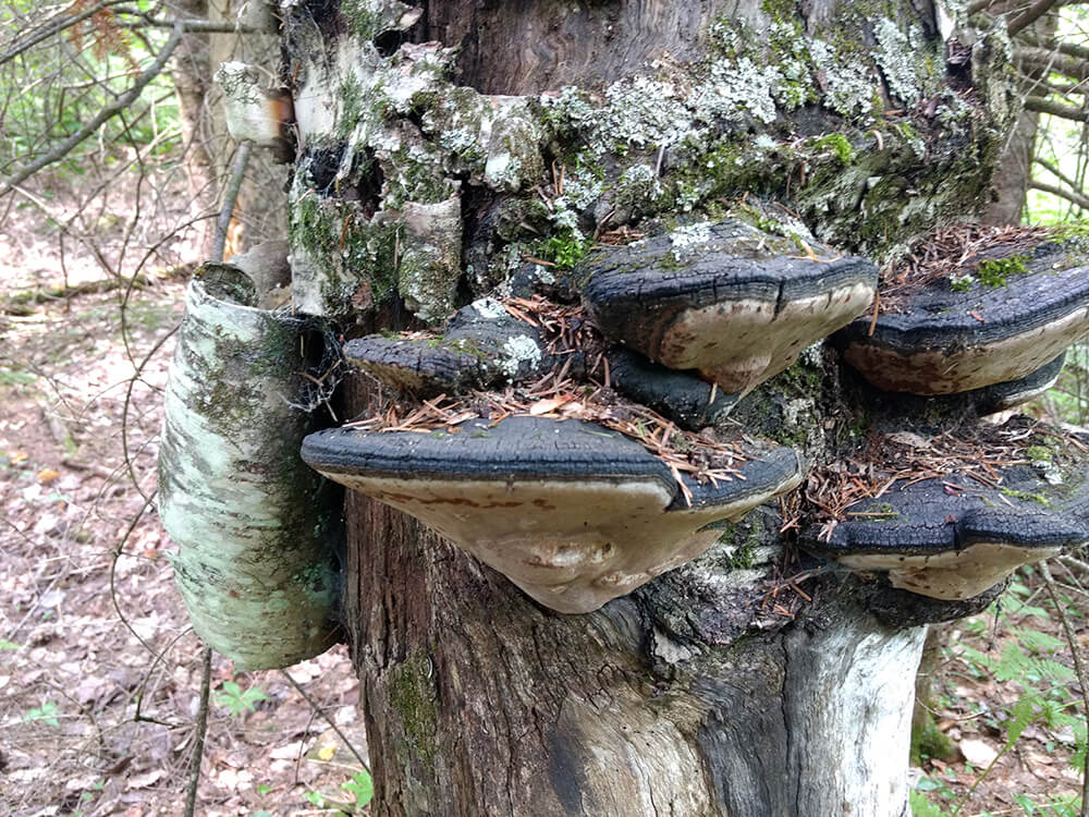 champignons polypore arbre