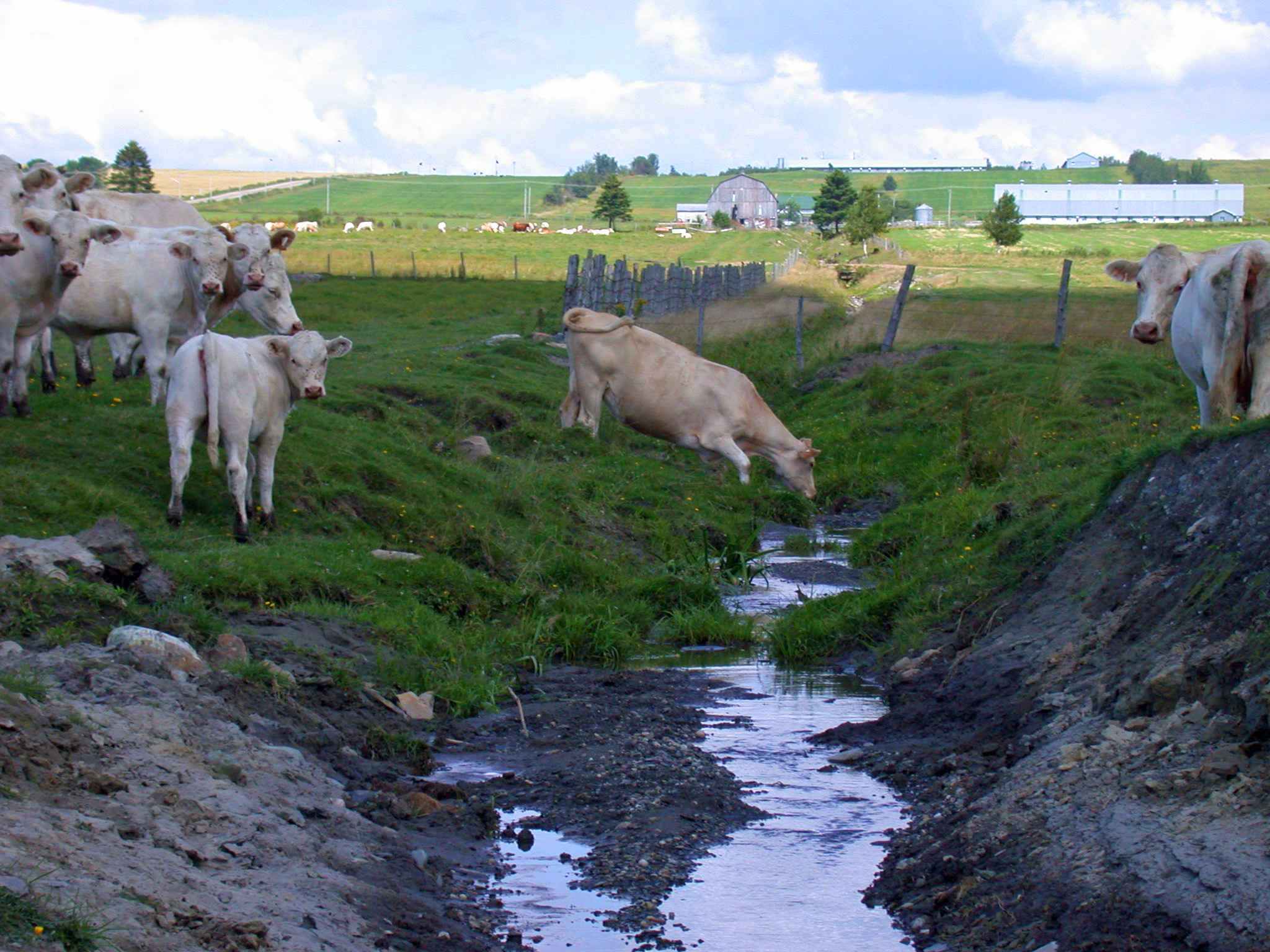 vache-bétail-cours d'eau-boire