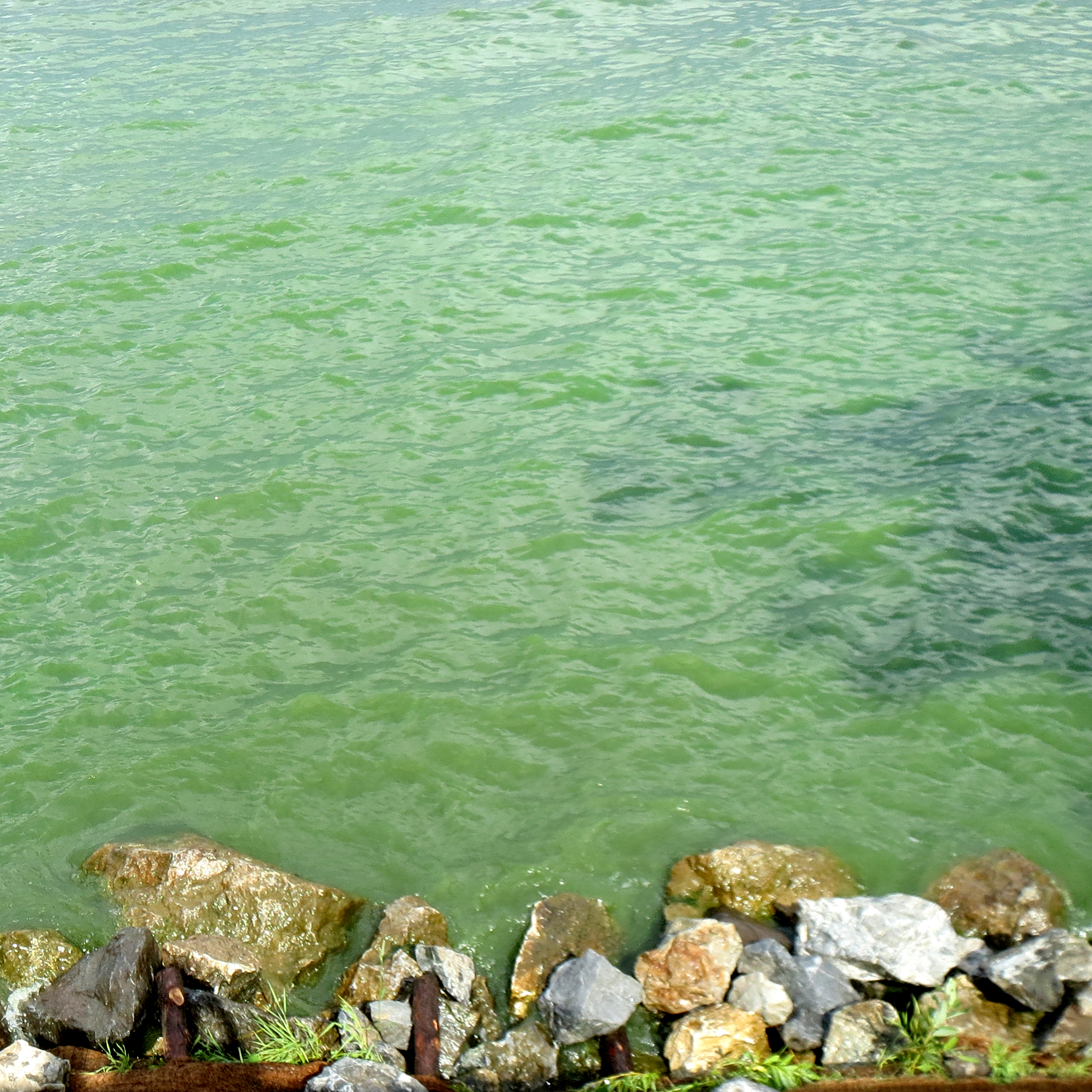 Bloom de cyanobactérie dans une baie