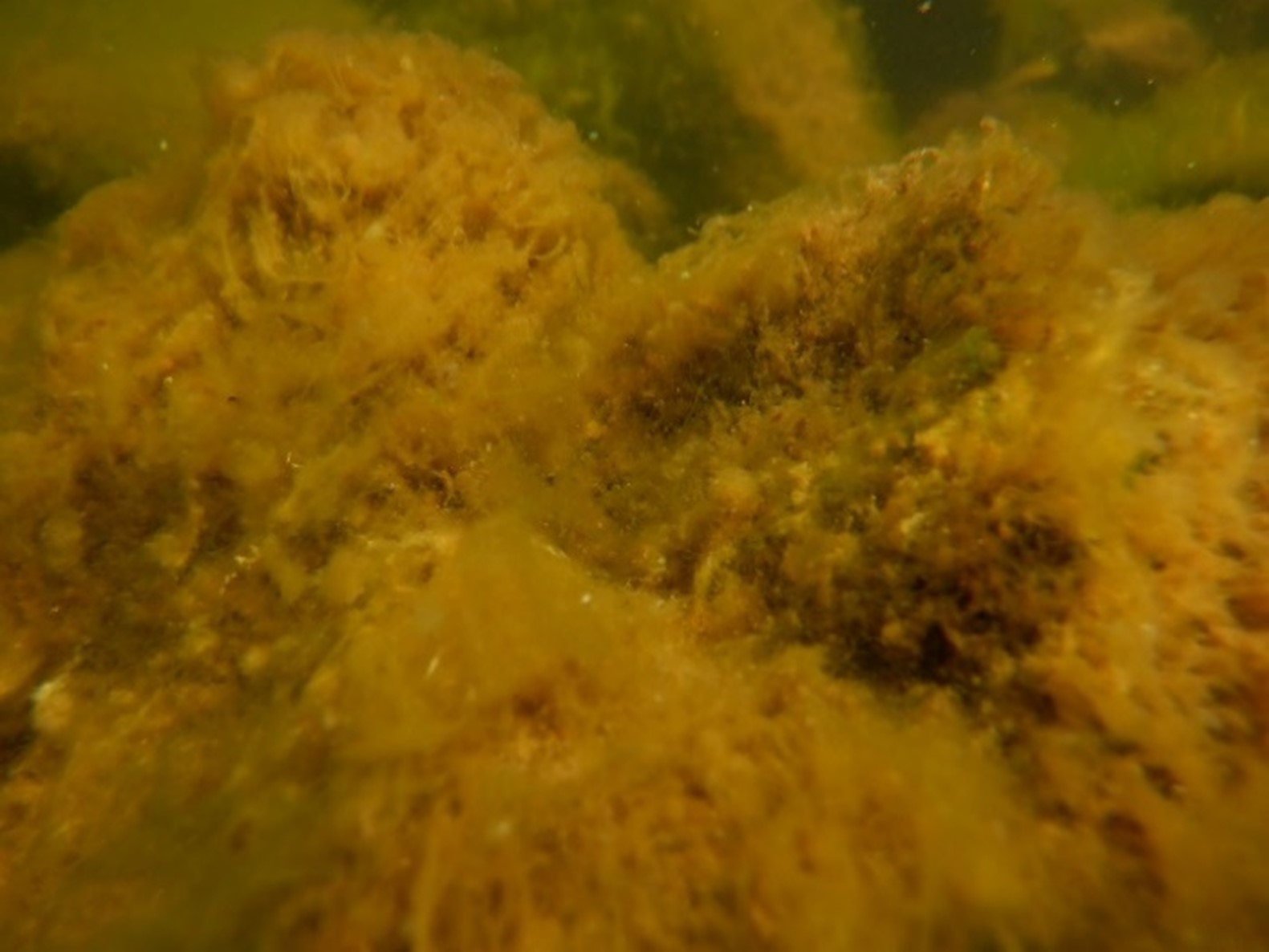 Quand une algue rouge a mangé une bleue pour lui voler la photosynthèse -  La Salamandre